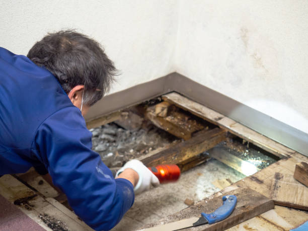 Best Black Mold Remediation in Agua Dulce, TX
