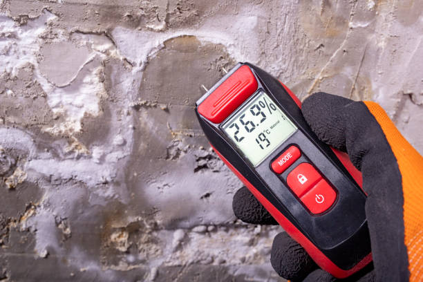 Best Emergency Mold Remediation in Agua Dulce, TX