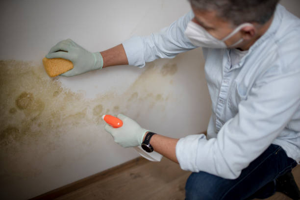 Best Kitchen Mold Remediation in Agua Dulce, TX