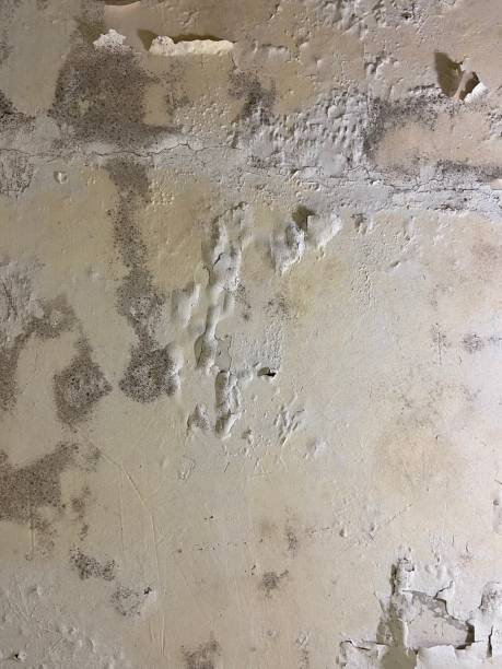 Best Insurance-Related Mold Remediation in Agua Dulce, TX