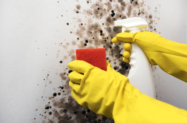 Best Residential Mold Remediation in Agua Dulce, TX