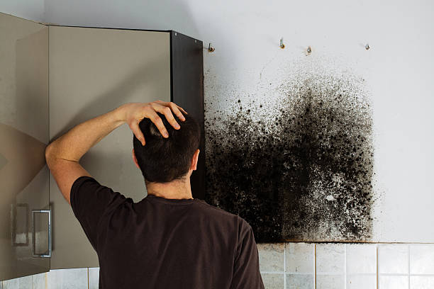 Reliable Agua Dulce, TX Mold Remediation Solutions