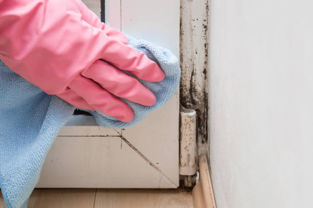Best Attic Mold Remediation in Agua Dulce, TX