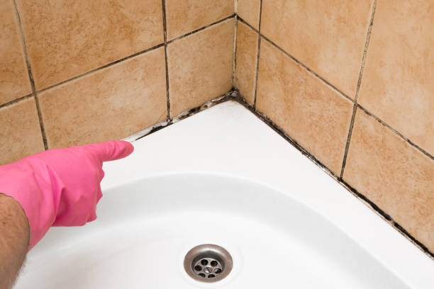 Best Mold Remediation for Specific Building Types in Agua Dulce, TX