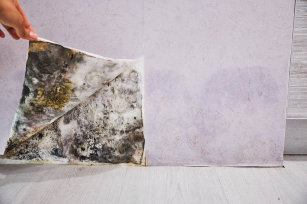 Best Post-Flood Mold Remediation in Agua Dulce, TX
